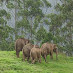 elephant munnar