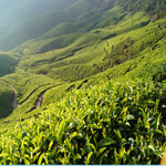 munnar tea plantation icon