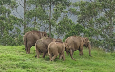 wild elephant kerala